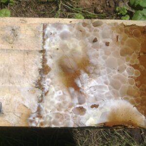 Holz, mit Holzzerstörer befallen