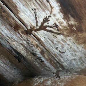 Holzbalkendecke, stark mit Schimmel befallen
